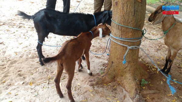 யாழில் இறைச்சிக்காக கொண்டு செல்லப்பட்ட ஆடுகள் - இரகசிய தகவலின் அடிப்படையில் சுற்றிவளைப்பு samugammedia 